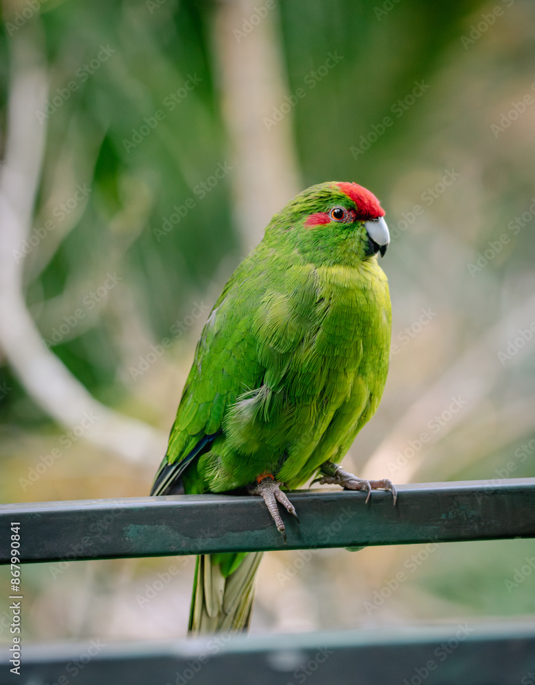 New Zealand Green Parrot the Kākāriki New Zealand Green Parrot the Kākāriki