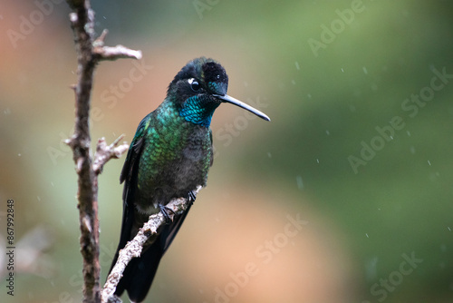 bird, hummingbird, nature, animal, wildlife, green, beak, parrot, blue, feather, wild, kingfisher, branch, colorful, tree, tropical, feathers, birds, small, wing, red, avian, exotic, fly, beautiful, c