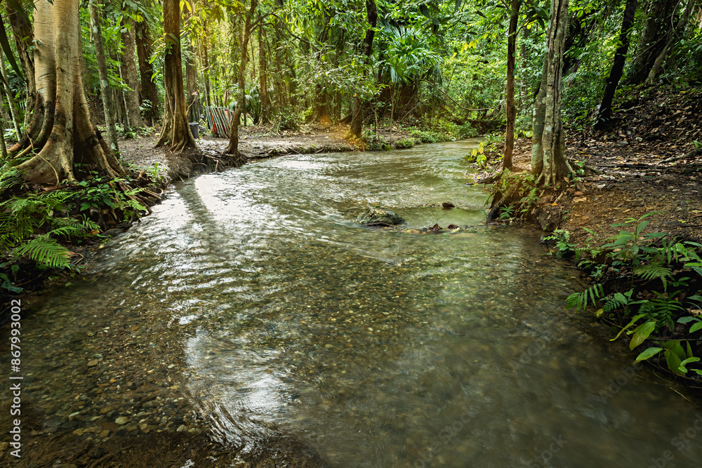Obraz premium Stream in green forest, river in rainy season forest in the park, quiet river, landscape