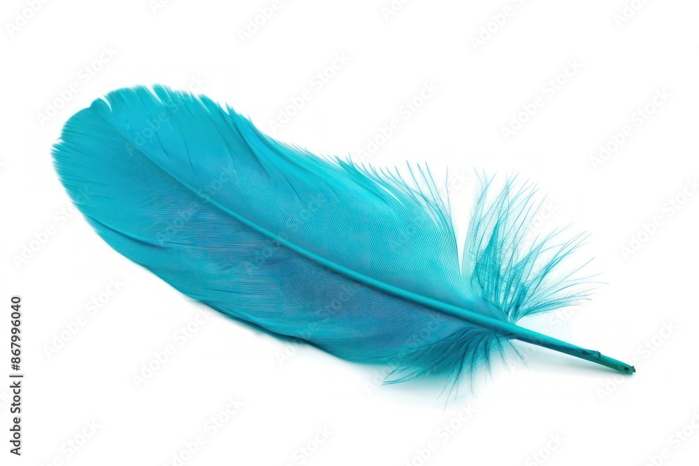 Vibrant Blue Feather Isolated on White Vibrant Blue Feather Isolated on White