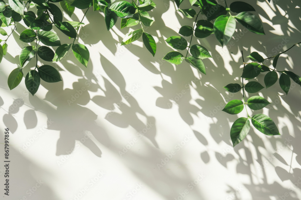Abstract natural tree leaves shadow on white wall background Abstract natural tree leaves shadow on white wall background