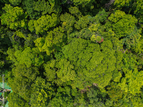 Aerial view green traa tropical rainforest on island