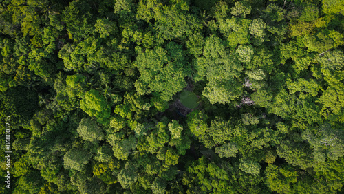 Aerial view green traa tropical rainforest on island