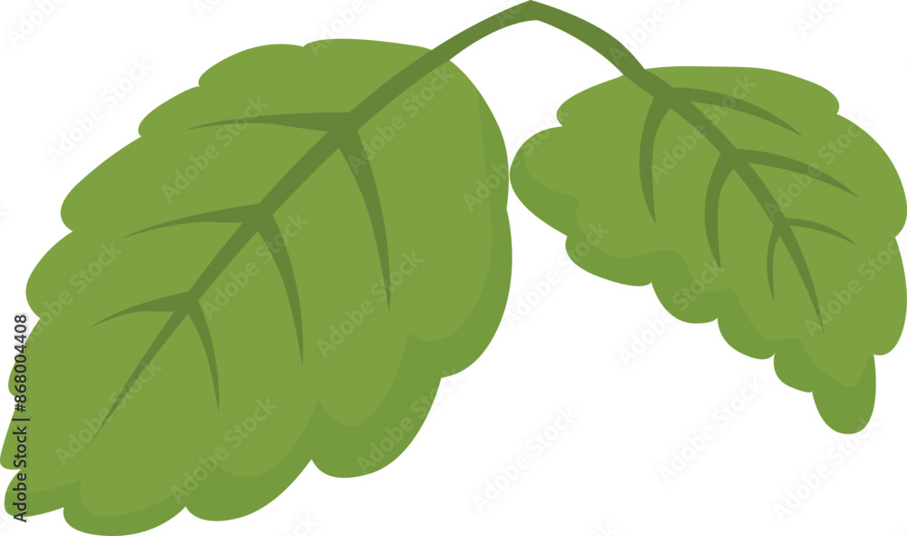 Fototapeta premium Simple illustration of two green mint leaves growing on stem