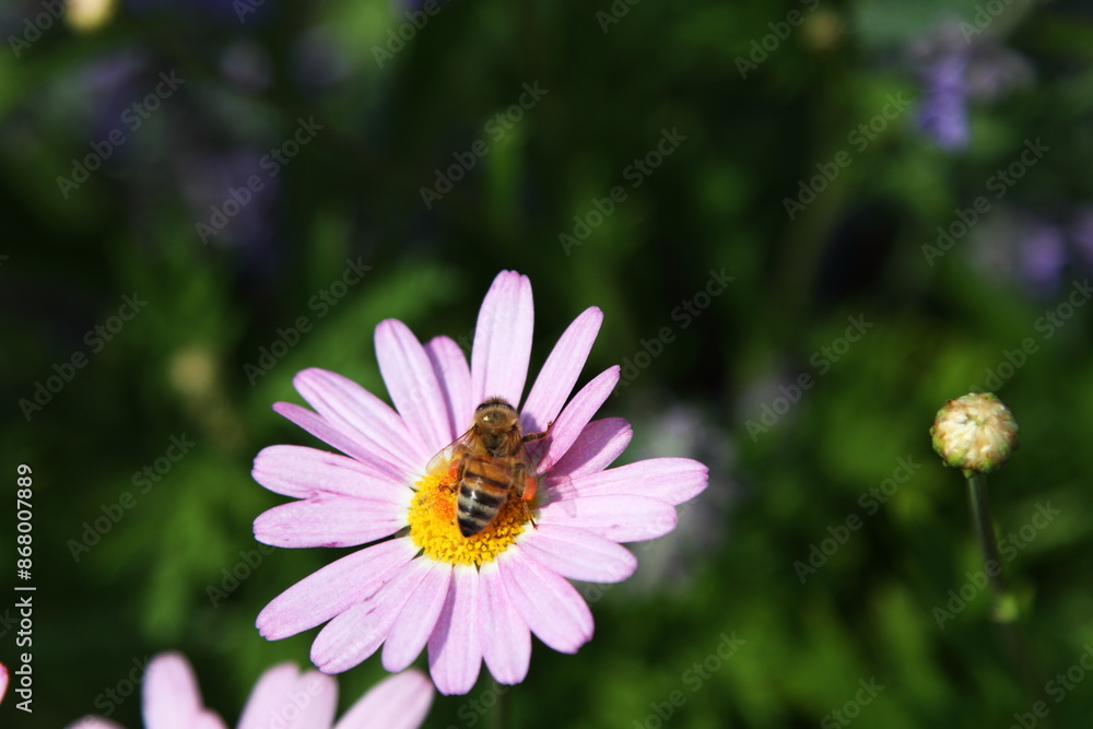 Obraz premium マーガレットの蜜を吸うミツバチ