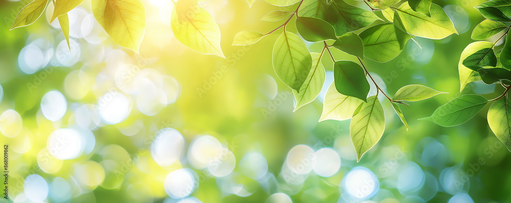 Green leaves with blurred bokeh background banner template for spring or summer nature concept. Beautiful green tree leafs in sunlight Green leaves with blurred bokeh background banner template for spring or summer nature concept. Beautiful green tree leafs in sunlight