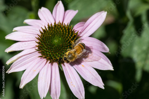 bee on purple coneflower