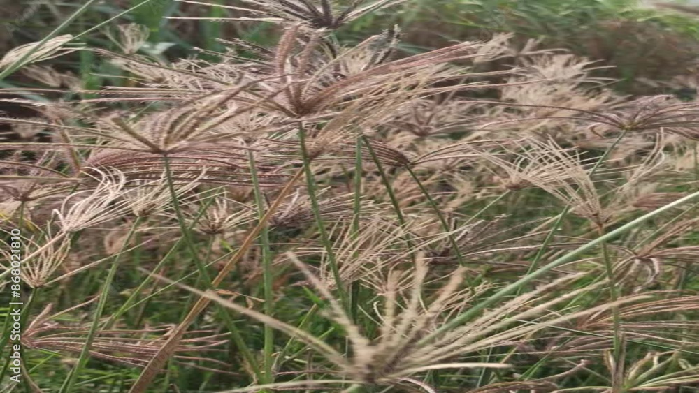 flower grass in the field flower grass in the field