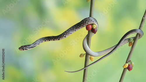 
A yellow striped racer snake is hunting for prey in the bushes. This non-venomous reptile has the scientific name Coelognathus flavolineatus. photo