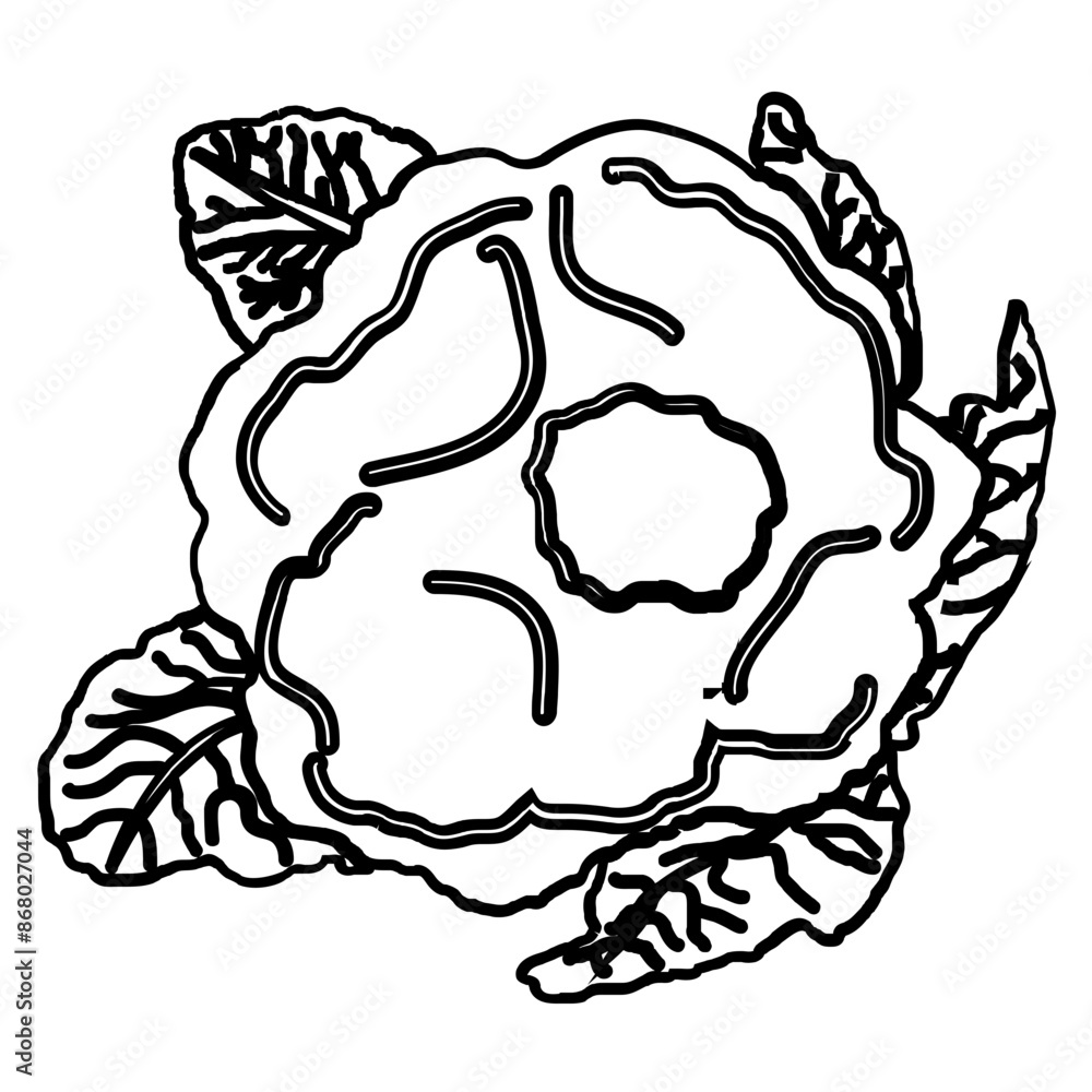 illustration of a caulilflower illustration of a caulilflower