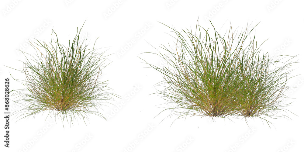 Green grasses bush on transparent background Green grasses bush on transparent background