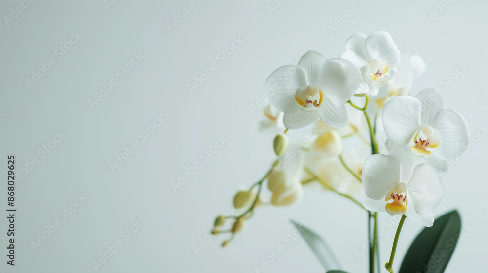Fototapeta premium Orchid Flower Plant in Pot Dollhouse Miniatures Garden isolated on a transparent background
