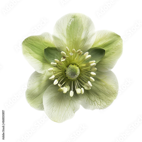 White dahlia flower isolated on a white background photo