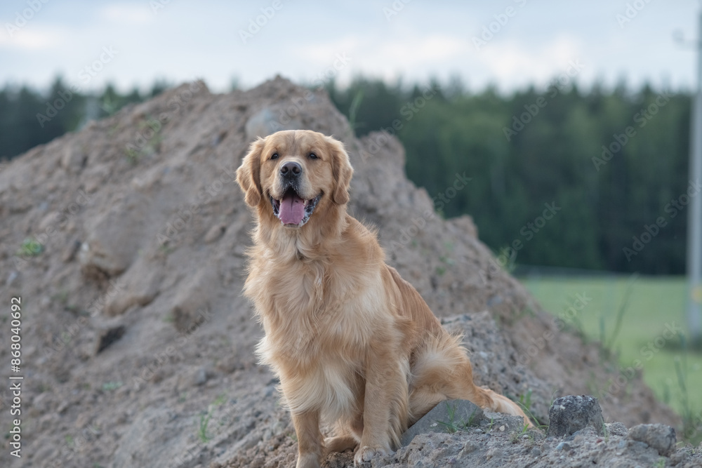 Portrait of a beautiful purebred golden retriever on a walk. Portrait of a beautiful purebred golden retriever on a walk.