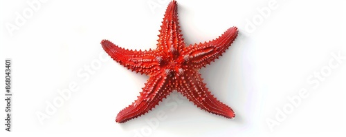 Red starfish on white background, isolated view. Marine life and beach summer concept