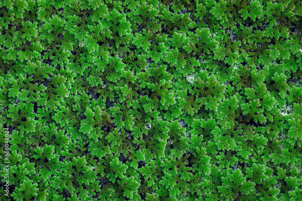 Green Moss texture, background with copy space Green Moss texture, background with copy space