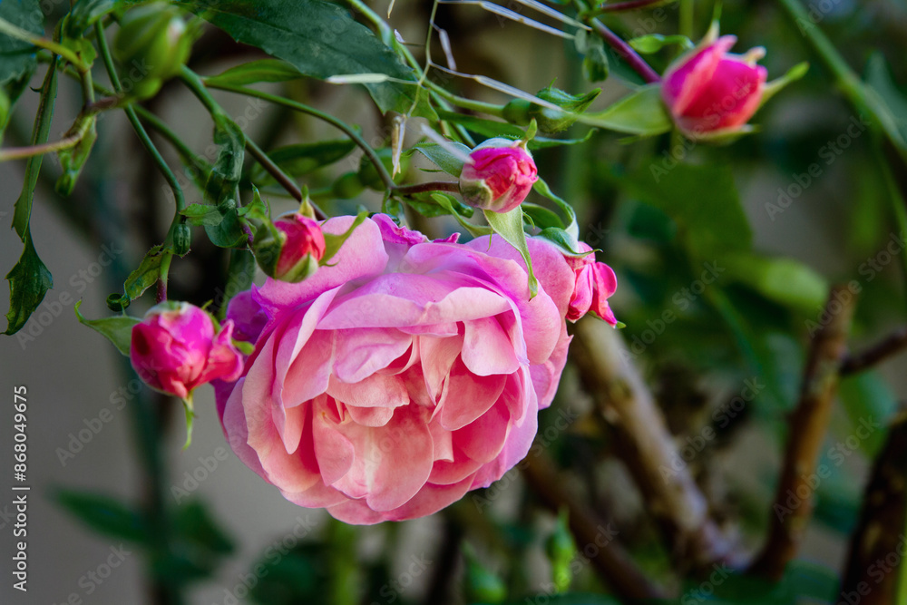 Cluster of fresh pink roses growing in a garden; lush roses with perfect petals Cluster of fresh pink roses growing in a garden; lush roses with perfect petals