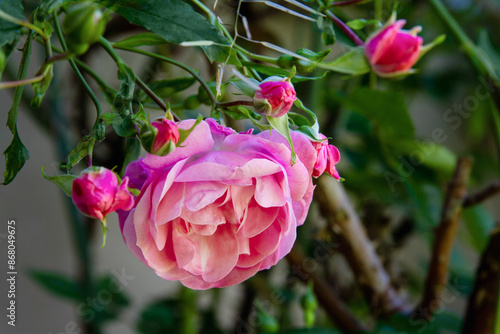 Wallpaper Mural Cluster of fresh pink roses growing in a garden; lush roses with perfect petals Torontodigital.ca