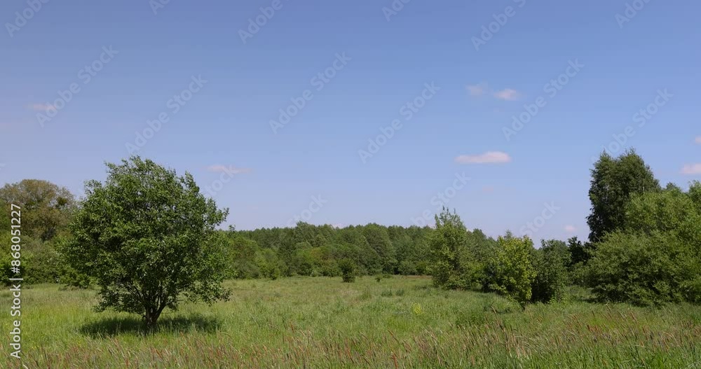 Trees in the forest in windy weather in spring, deciduous trees in windy weather in swaying foliage Trees in the forest in windy weather in spring, deciduous trees in windy weather in swaying foliage