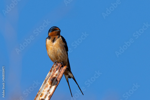 Close view of a barn swallow perched in beautiful light