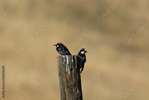 Close view of acorn woodpeckers on a pole