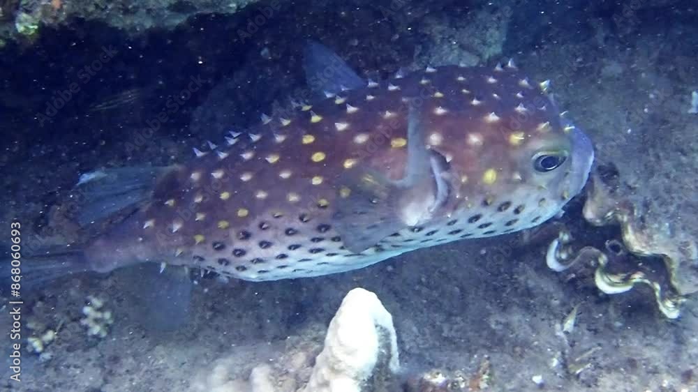 Spotbase burrfish, scientific name is Cyclichthys spilostylus. Belongs to the family Diodontidae. Its body is shaped like spiny sphere. Widely distributed on coral reefs of the Red Sea Spotbase burrfish, scientific name is Cyclichthys spilostylus. Belongs to the family Diodontidae. Its body is shaped like spiny sphere. Widely distributed on coral reefs of the Red Sea