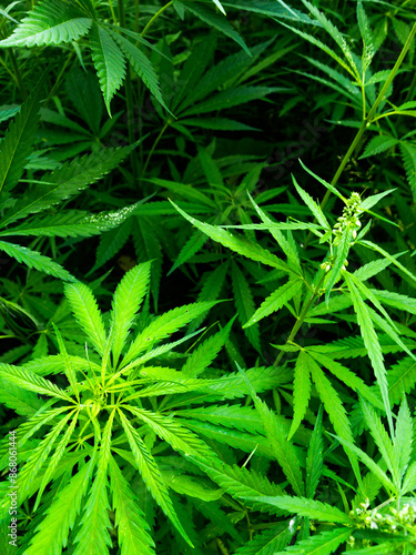 Background of cannabis plants close up hemp leaves
