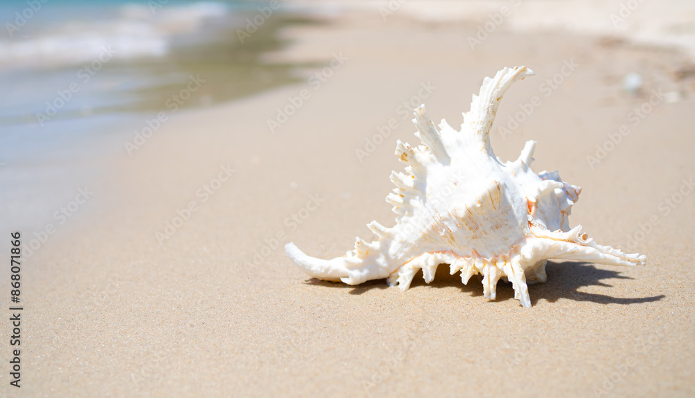 Travel Nature concept, Shell Conch on Beach Summer Blue Sea Shore blur Background, Coast Ocean Island, Wave Water Tropical for Tourism Vacation Relax in Holidays, Beautiful Paradise Seascape. Travel Nature concept, Shell Conch on Beach Summer Blue Sea Shore blur Background, Coast Ocean Island, Wave Water Tropical for Tourism Vacation Relax in Holidays, Beautiful Paradise Seascape.