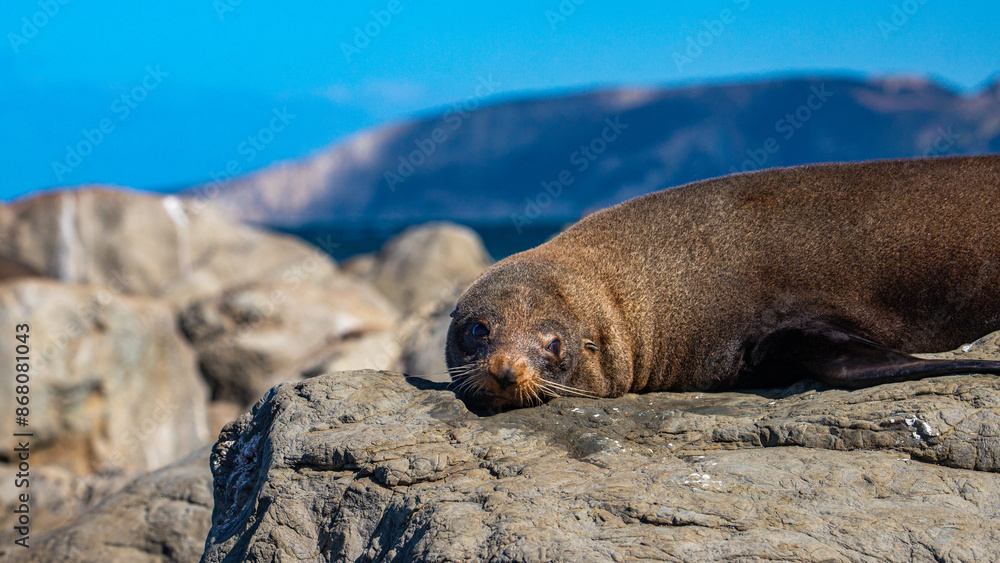 Φωτογραφία cute new zealand fur seal resting on the rocks on the shore of marine reserve ne
