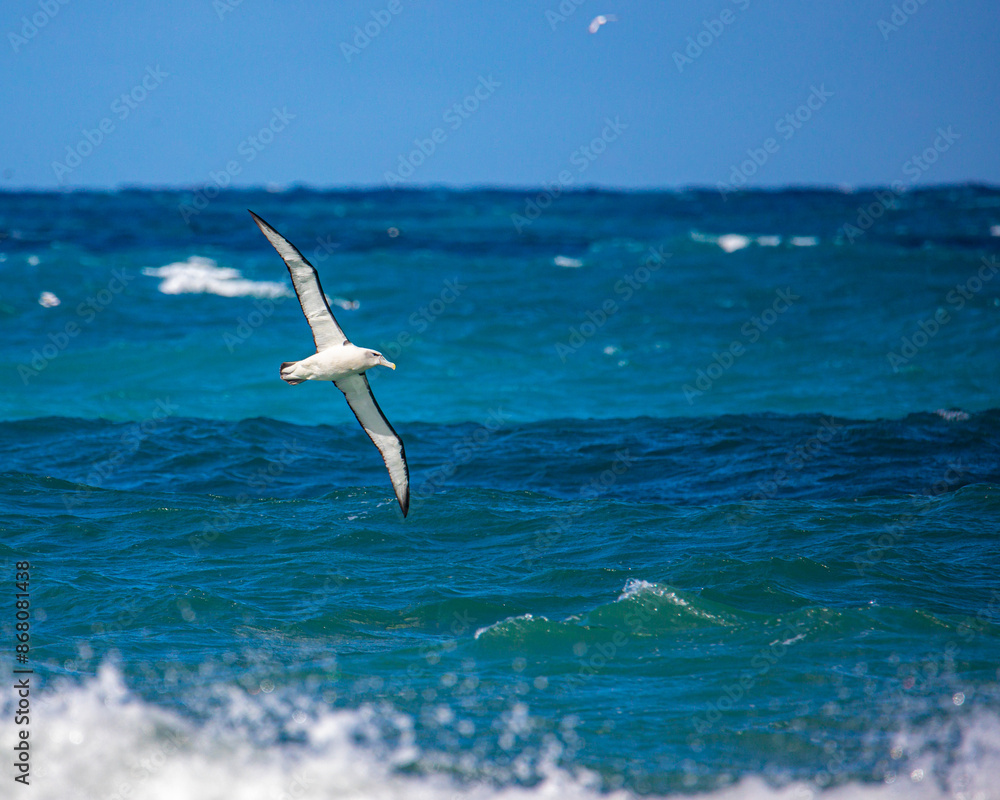 Φωτογραφία Salvin's albatross (Thalassarche salvini) hunting near Kaikoura peninsula, New Z