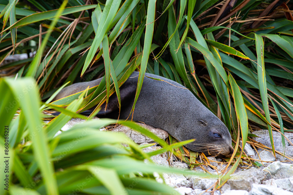 Φωτογραφία new zealand fur seal resting covered in native plants in kaikoura, canterbury, n