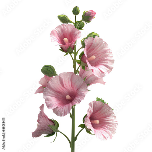 Detailed illustration of pink hollyhock flowers on a white background, showcasing botanical beauty and natural elegance, perfect for floral designs. photo