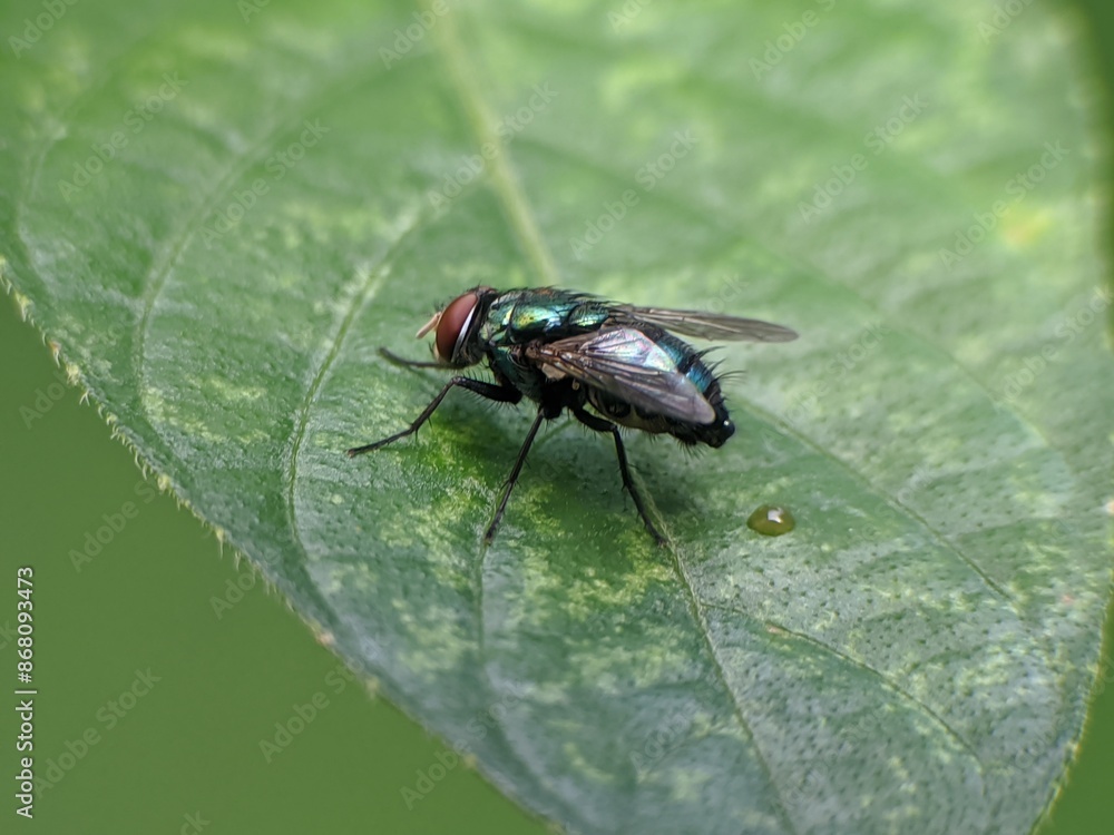 Flesh flies or Sarcophaga land on leaves Flesh flies or Sarcophaga land on leaves