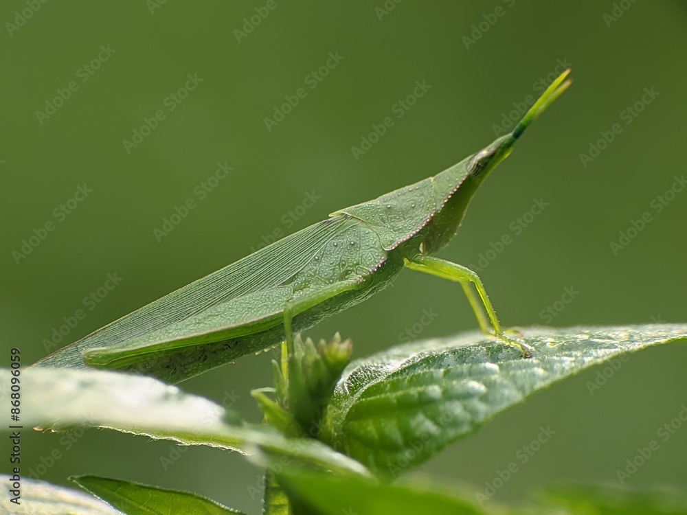 green grasshopper or Acrida cinerea perched on a leaf green grasshopper or Acrida cinerea perched on a leaf