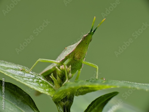 Wallpaper Mural green grasshopper or Acrida cinerea perched on a leaf Torontodigital.ca