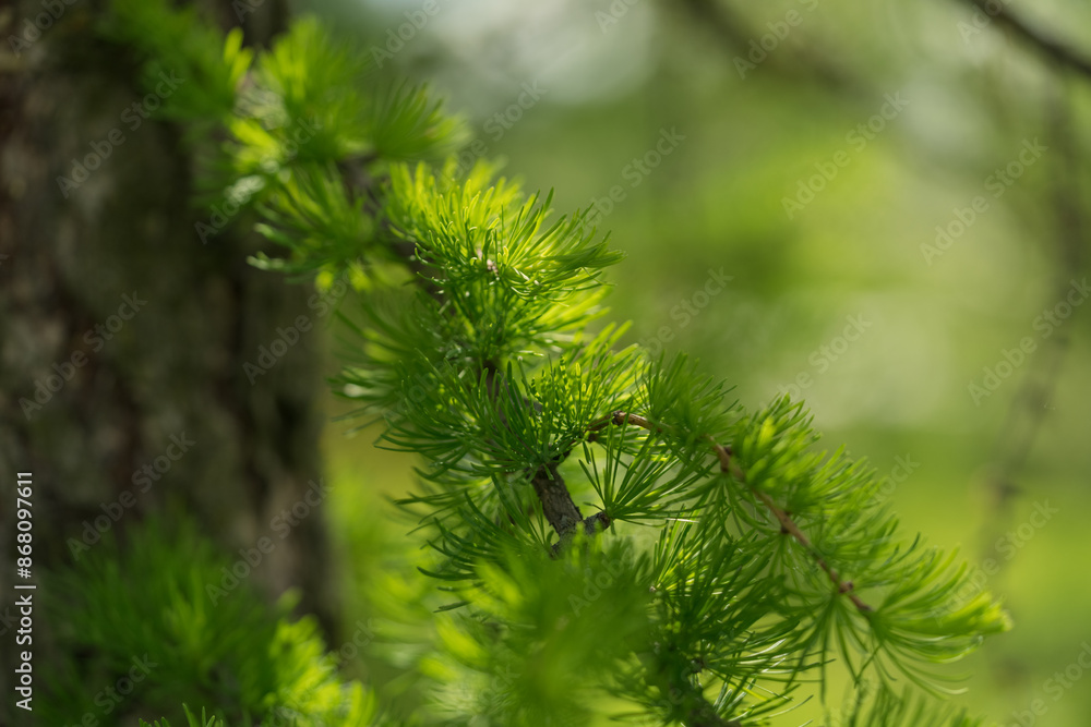 Larch branches closeup on a sunny summer day Larch branches closeup on a sunny summer day