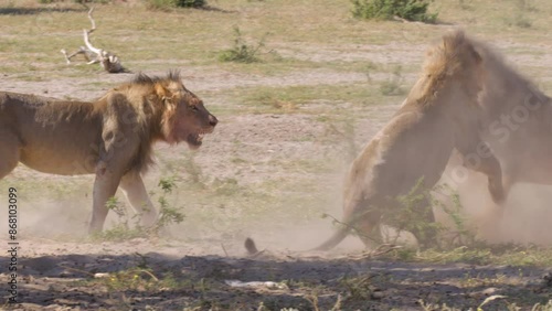 Large Male Lion Attacks 2 Other Seated Lions
