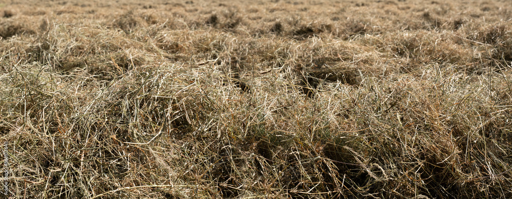 Fluffy golden hay, drying in the sun, ready to be baled. Blurred background, wide image Fluffy golden hay, drying in the sun, ready to be baled. Blurred background, wide image