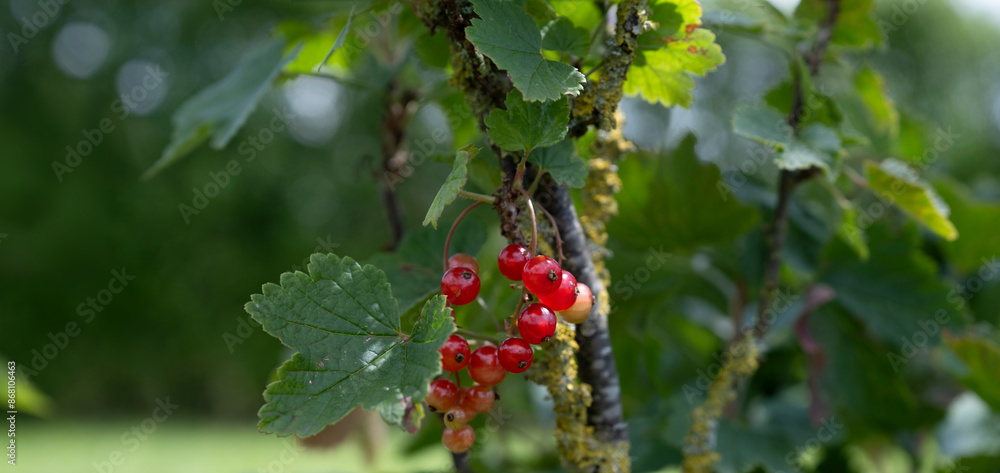 Ripe red berries (ribes rubrum) on a branch among lobed green leaves with blurred green background. Taste of summer. Wide image, copy space Ripe red berries (ribes rubrum) on a branch among lobed green leaves with blurred green background. Taste of summer. Wide image, copy space