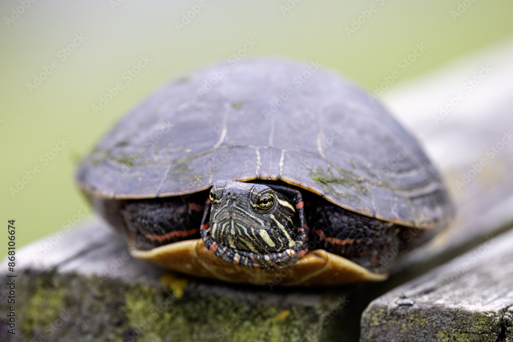 Midland painted turtle (Chrysemys picta marginata) Midland painted turtle (Chrysemys picta marginata)