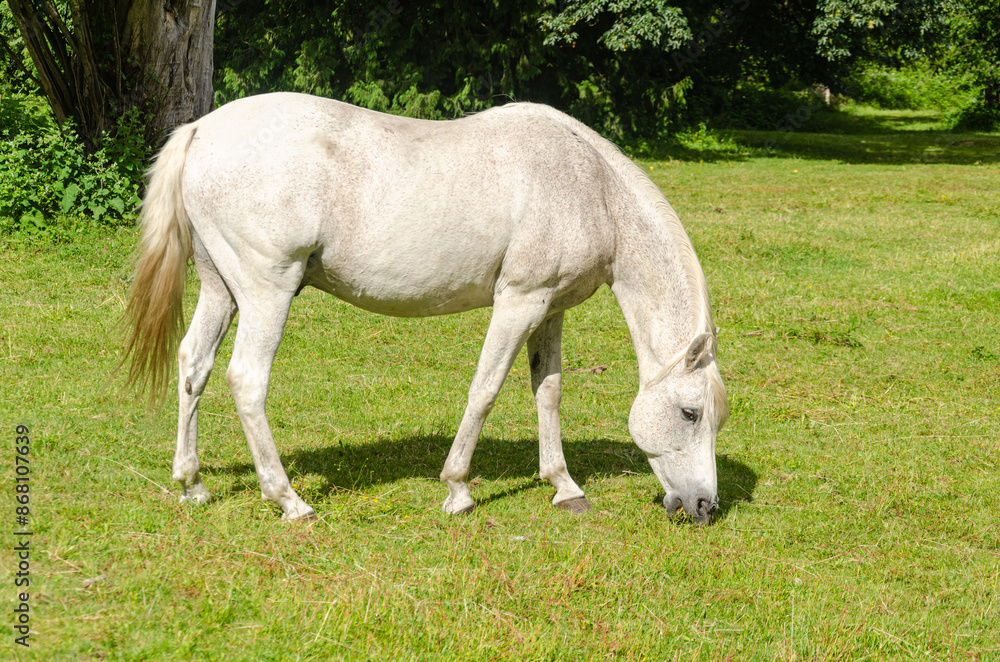 White horse grazing in a ranch with mountains in the background White horse grazing in a ranch with mountains in the background
