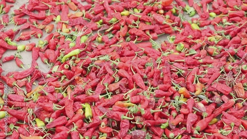 Closeup of dried red chillies at pakistan the local Wholesale Chilli Market. Red hot chili peppers drying unde the sun in pakistan. Red hot Bhut Jolokia chilli peppers. Beautiful Footage. photo