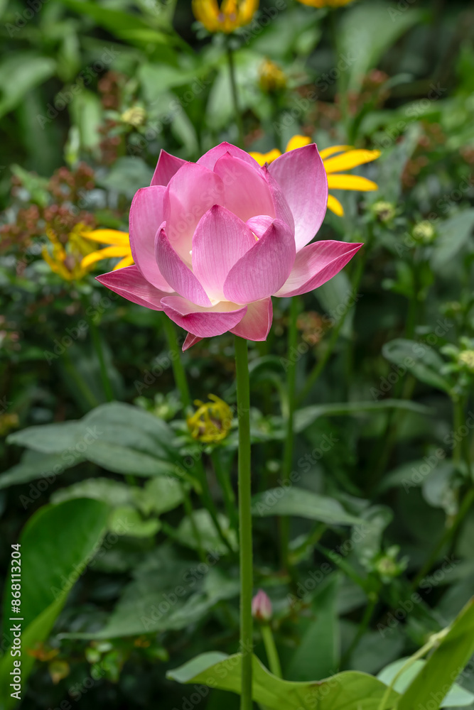 Pink lotus flower on a dwarf variety. Nelumbo nucifera 'Akari' growing in a water bowl in a garden in Tokyo Pink lotus flower on a dwarf variety. Nelumbo nucifera 'Akari' growing in a water bowl in a garden in Tokyo