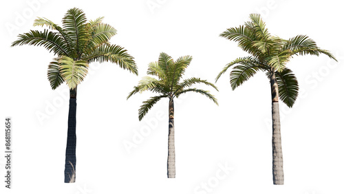 palm tree isolated on white background