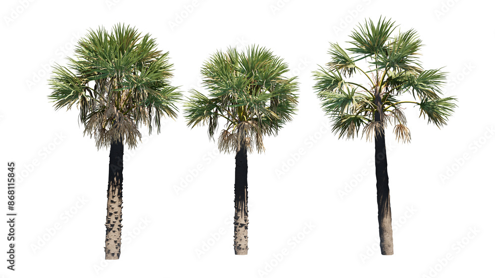 Fototapeta premium palm trees isolated on white
