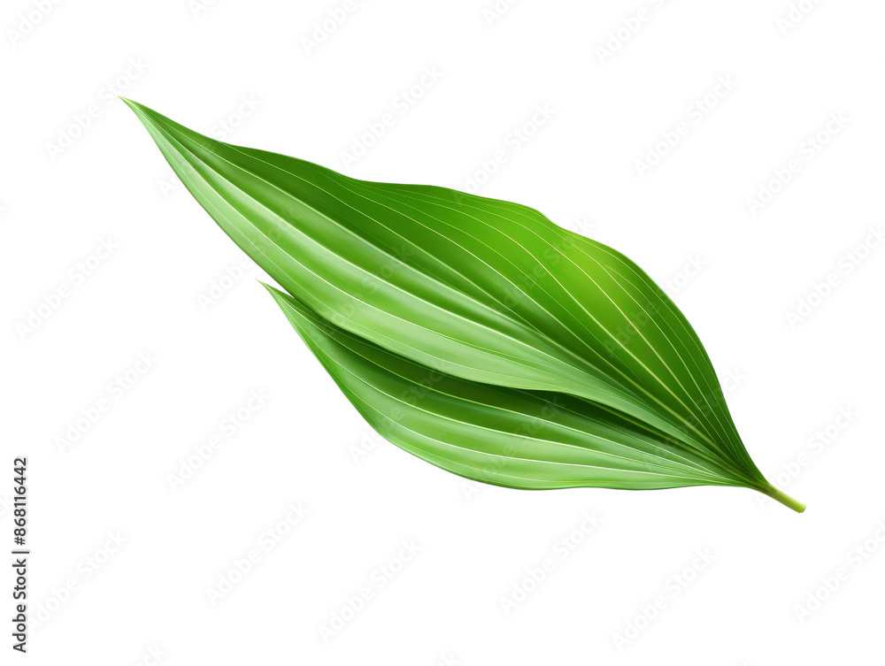 Green leaf isolated on white background. High-quality botanical image perfect for natural, herbal, and eco-friendly design projects. Green leaf isolated on white background. High-quality botanical image perfect for natural, herbal, and eco-friendly design projects.