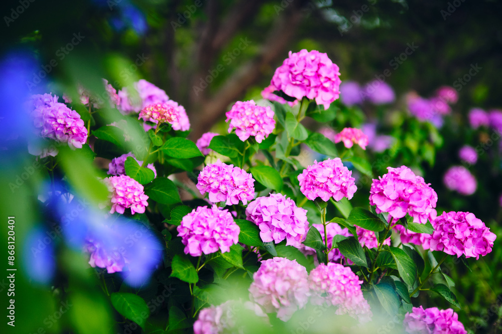Pink hydrangeas bloom in spring in a Japanese garden. Pink hydrangeas bloom in spring in a Japanese garden.