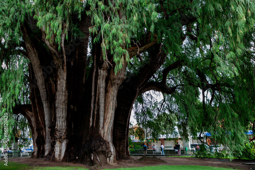 The Tule Tree (Montezuma cypress), Santa María del Tule, Oaxaca State, Mexico photo