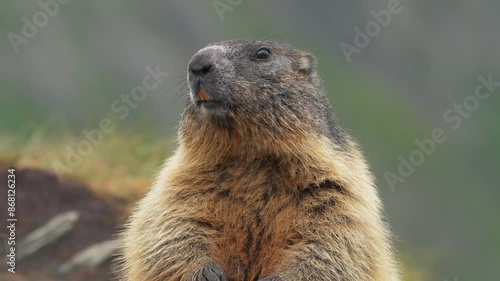 Marmot, Rodent, Squirrel, Herbivore