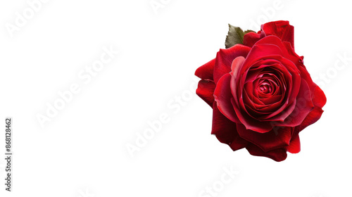 Red rose on transparent background